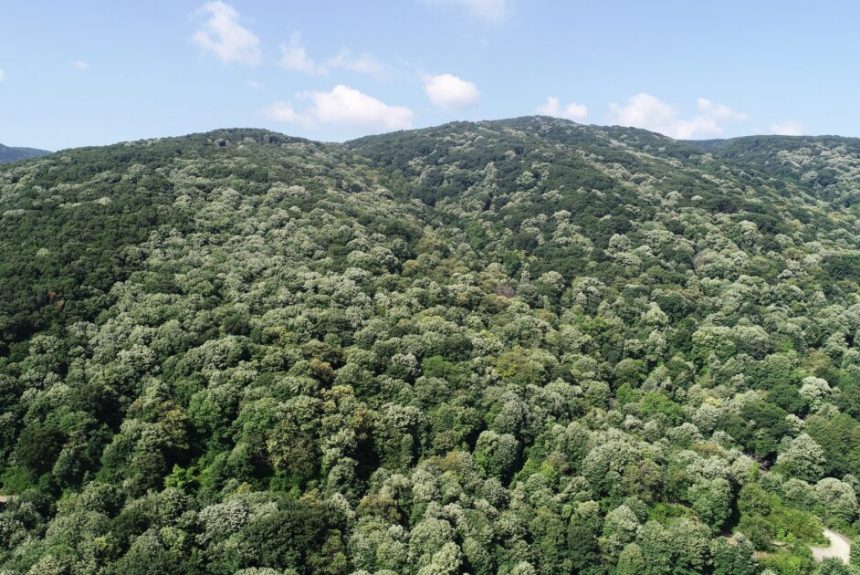 Bursa